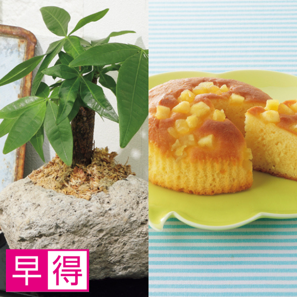 【早得】SUNCOF パキラの木ナチュレストーン植え（SUSTEE付）＋東京堂の焼き甘芋チーズケーキ【父の日】 商品サムネイル